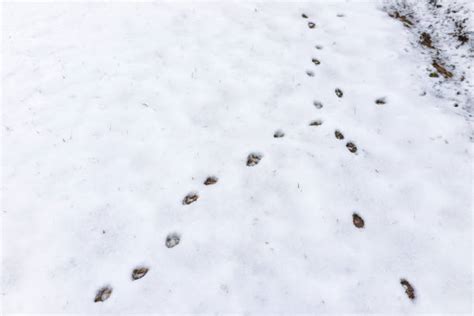 Fox Tracks In Snow Stock Photos, Pictures & Royalty-Free Images - iStock