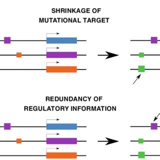 How canalization evolves. We identified two main processes involved in ...