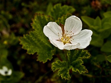 Photos of cloudberry plants – different stages of flowering and berries ...