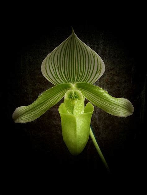 GREEN ORCHID | Green orchid, Beautiful orchids, Unusual flowers