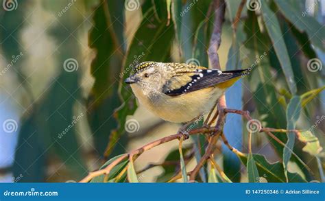 Female Spotted Pardalote Bird in Australia Stock Photo - Image of fauna, view: 147250346