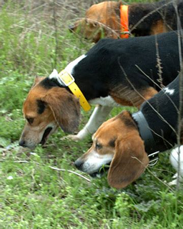 Beagle Hunting Dogs | Beagle Puppy