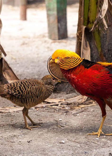 30 Golden Pheasant Facts: Get to Know This Glorified Chicken (Chrysolophus pictus) | JustBirding.com