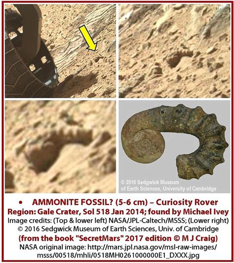 NASA ignores Fossils Found on Mars!