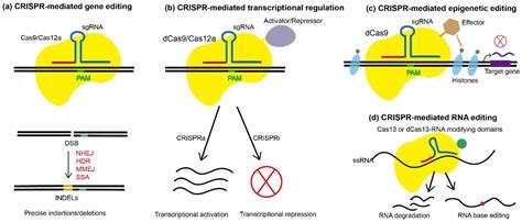 JoF | Free Full-Text | Advances and Challenges in CRISPR/Cas-Based Fungal Genome Engineering for ...