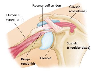 Rotator Cuff Tears Can Bring Tears - BioSynchronistics®