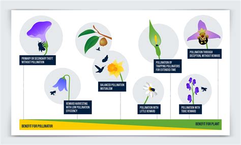 Plants & Pollinators: graphics for research article | Significant Science Communication