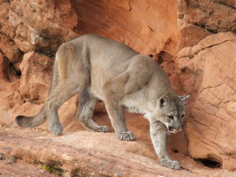 Red Cliffs Desert Reserve » Mountain Lion (Puma concolor)