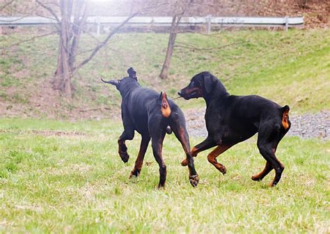 Top 60 Angry Doberman Pinscher Stock Photos, Pictures, and Images - iStock