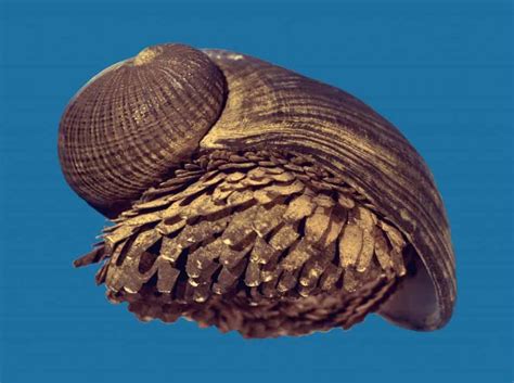 Scaly-foot gastropod: the iron snail of the Indian Ocean