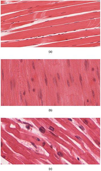 TYPES OF MUSCLE TISSUE