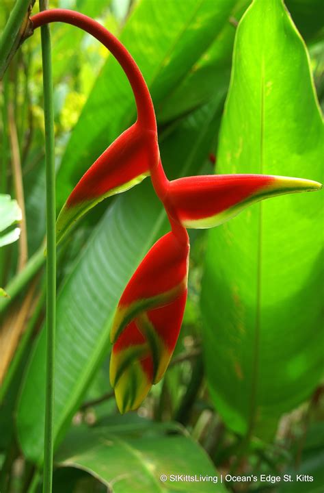 Some of the beautiful plants found on the island of St. Kitts and Nevis | Nevis west indies ...