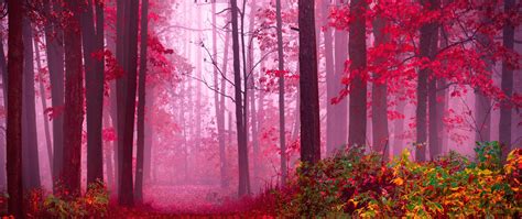 Forest Wallpaper 4K, Path, Red leaves, Autumn colors