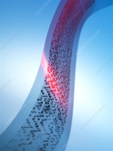 Genetics research - Stock Image - F003/0538 - Science Photo Library