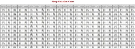 Sheep Gestation Calculator & Chart {Printable} - Livestocking