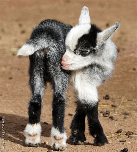 Pretty little baby goat black and white, in a french farm Stock Photo ...