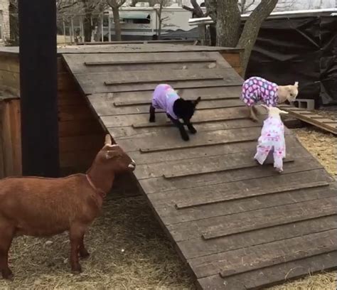 Baby goats in pajamas : aww