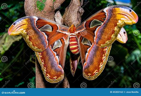 Atlas Butterfly stock photo. Image of wings, butterfly - 45303162