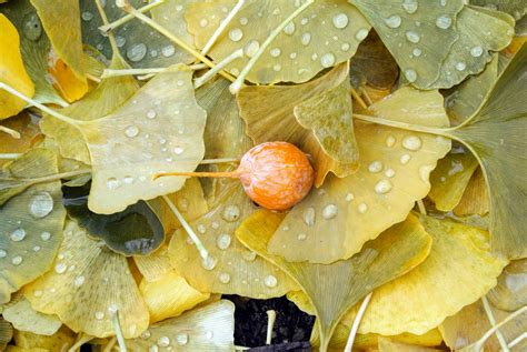 The Mighty Ginkgo Tree at My Farm - The Martha Stewart Blog