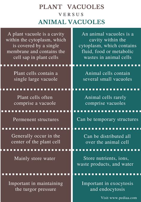 Difference Between Plant and Animal Vacuoles | Definition, Storing Elements, Importance and ...