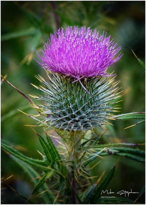 Scottish Thistle | Scotland's national flower is the purple,… | Flickr