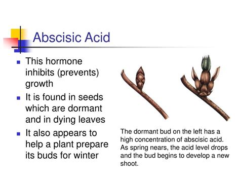 PPT - Understanding Plant Growth Regulators PowerPoint Presentation, free download - ID:990093