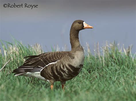 Greater White-fronted Goose