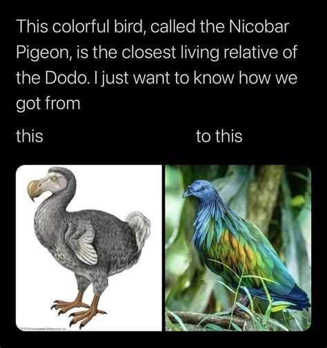 The closest relative to the Dodo bird... | Really funny memes, Funny animal memes, Funny ...