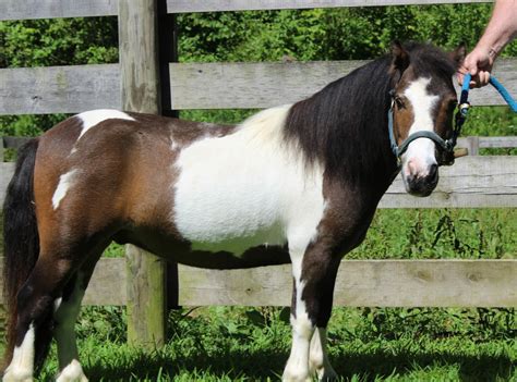 Heart of Phoenix MINIATURE Horses for Adoption – Heart of Phoenix Equine Education BLOG