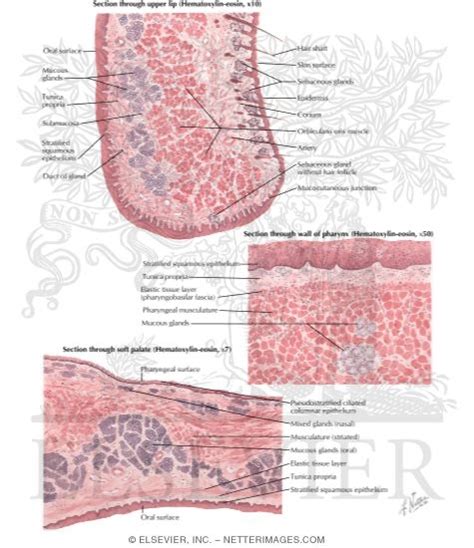 Histology of Mouth and Pharynx