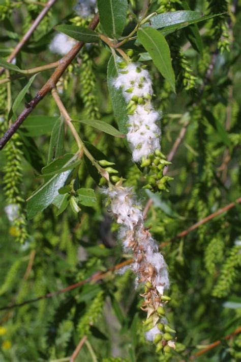 Salix nigra (black willow): Go Botany