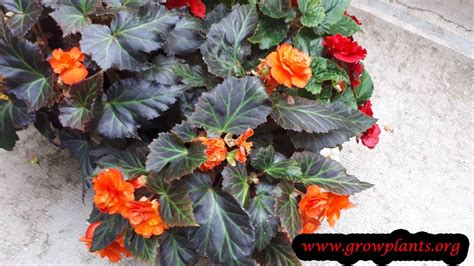 Tuberous begonias - How to grow & care