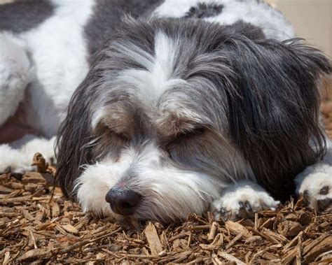 Frequent Can dogs be around mulch? Tips and Tricks – KeepingDog