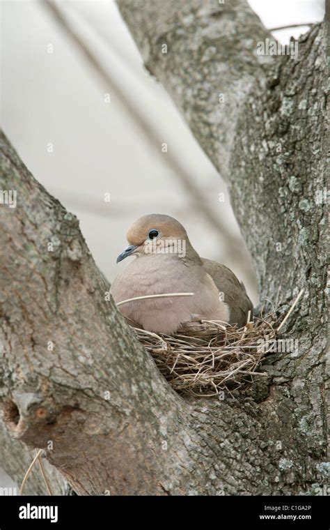 Mourning Dove on Nest Stock Photo - Alamy