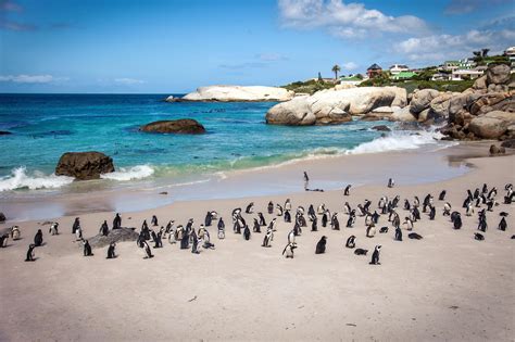 Boulders Beach, South Africa Located in the Cape Peninsula, near Cape ...