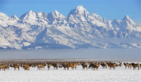 National Elk Refuge - Elk migration herd in winter - TravelWorld ...