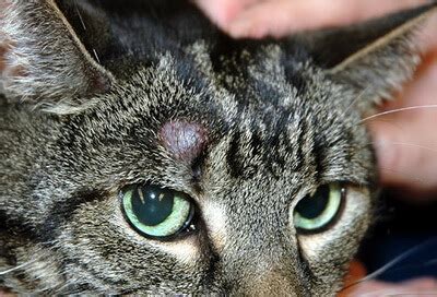15 Cat Skin Problems on the Body - Kotikmeow