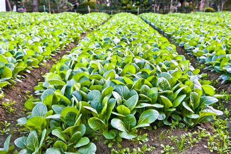 How to Plant Spinach? (Complete Growing Guides)