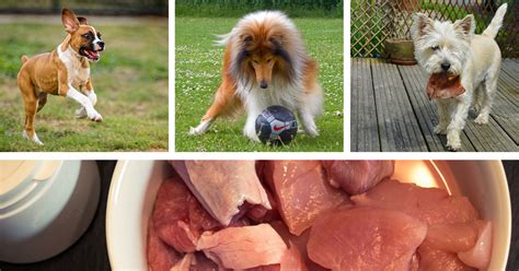 Mother Nature | The Benefits of Raw Dog Food