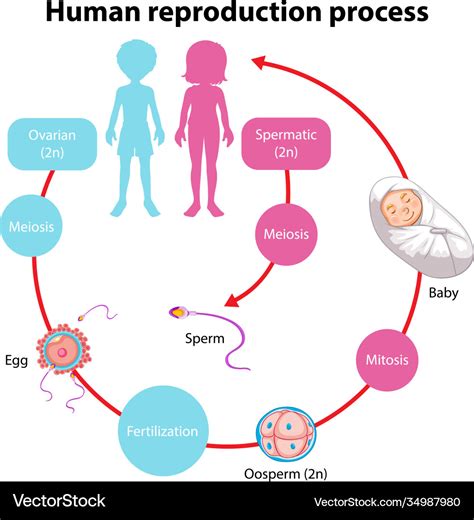 Reproduction process human infographic Royalty Free Vector