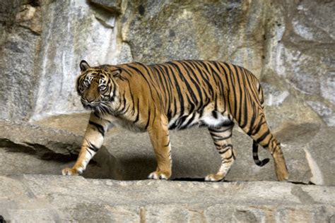 Tiger Briefly Escapes at Oklahoma City Zoo | Latin Post - Latin news ...