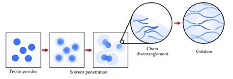 Pectin: from powder form to gelation-mechanism of pectin dissolution in ...