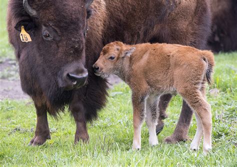 It’s baby bison time! Fermilab sees first new addition to the herd for 2016 | News