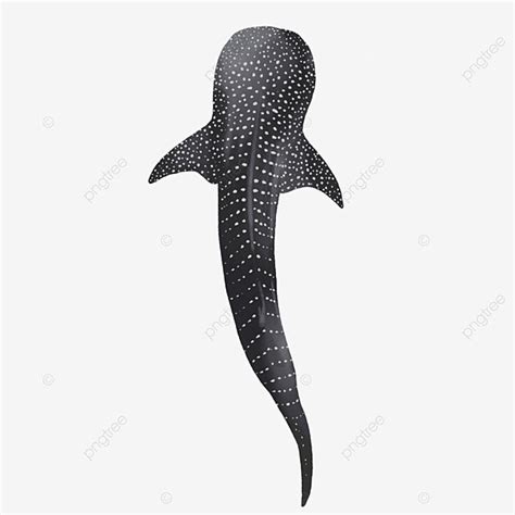 Whale Shark PNG Picture, Hand Drawn Whale Shark Ocean Life, Whale ...