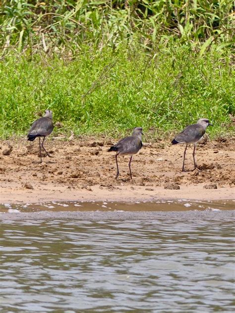 Brazil: Pantanal – Pantanal Birds – Travel2Unlimited