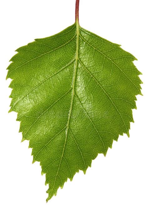 Birch Leaf. Single silver birch tree leaf, isolated on white. Macro view of this , #AD, #silver ...