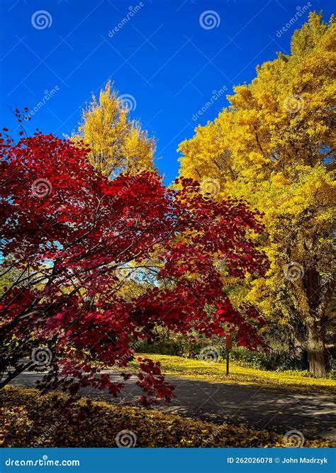 Fall Colors in the Morton Arboretum Stock Photo - Image of season ...