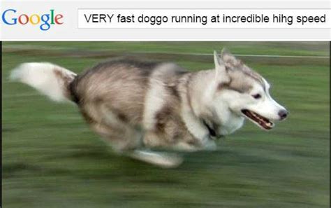 doggo meme | Very Fast Doggo Running at Incredible Hihg Speed | Know ...