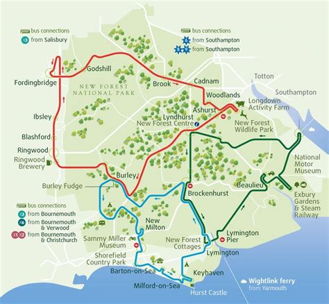 New Forest trips on open top bus | New forest, Forest and wildlife, Tours