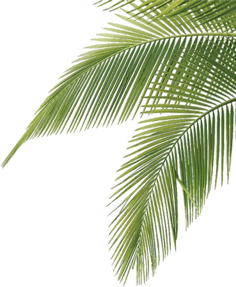 Open full size Palmtree Cute Aesthetic Leaves Tropical Freetoedit - Palm Tree Leaves Png ...